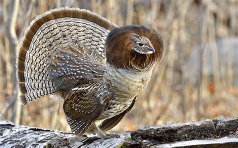 the ruffed grouse casino  LC Least Concern; Names (21) Subspecies (14) Donald H